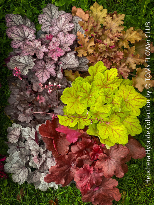 Heuchera, Coral Bells Collection, Organically grown Heuchera plants, parential, Gartenstaude - Purpurglöckchen, for sale at TOMs FLOWer CLUB.
