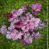 Heuchera Forever Purple, Coral Bells, Organically grown Heuchera plants, parential, Gartenstaude - Purpurglöckchen, for sale at TOMs FLOWer CLUB.