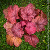 Heuchera Indian Summer, Coral Bells, Organically grown Heuchera plants, parential, Gartenstaude - Purpurglöckchen, for sale at TOMs FLOWer CLUB.