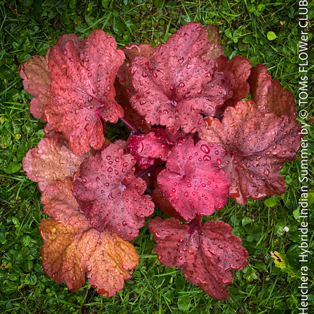 Heuchera Indian Summer, Coral Bells, Organically grown Heuchera plants, parential, Gartenstaude - Purpurglöckchen, for sale at TOMs FLOWer CLUB.