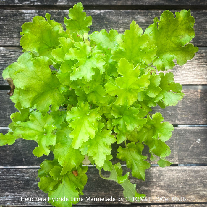 Heuchera