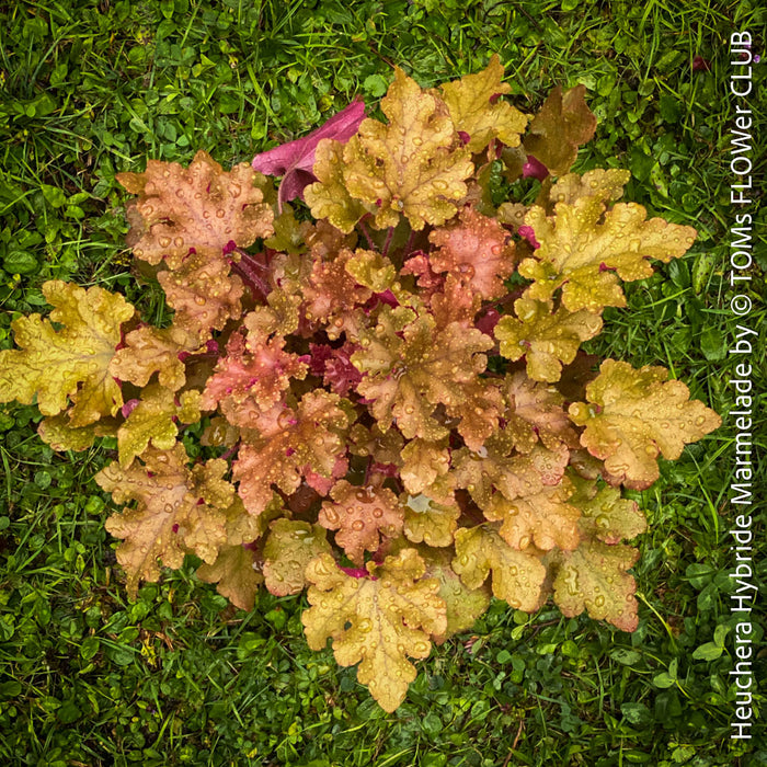 Heuchera Hybdride Marmelade, Organically grown Heuchera plants, parential, Gartenstaude - Purpurglöckchen, for sale at TOMs FLOWer CLUB.