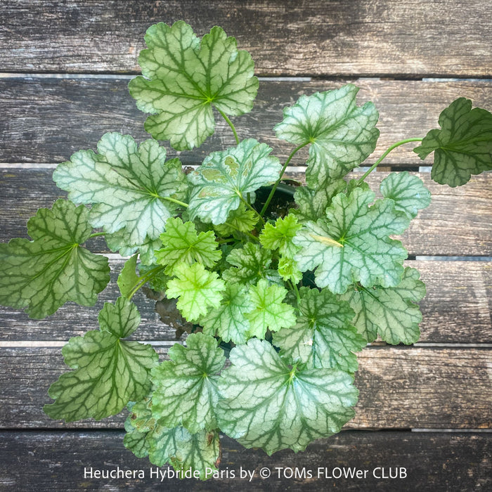 Heuchera