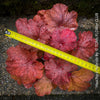 Heuchera, Coral Bells, Organically grown Heuchera plants, parential, Gartenstaude - Purpurglöckchen, for sale at TOMs FLOWer CLUB.