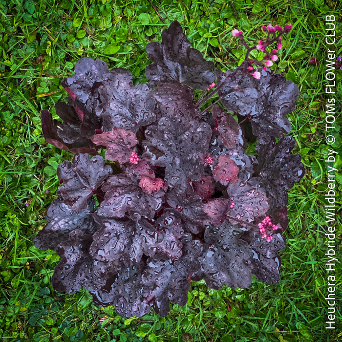 Heuchera Wildberry, Coral Bells, Organically grown Heuchera plants, parential, Gartenstaude - Purpurglöckchen, for sale at TOMs FLOWer CLUB.