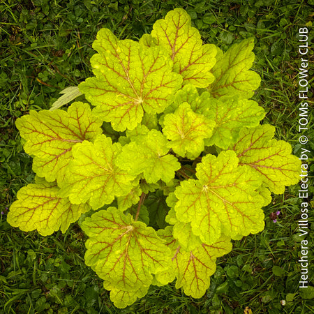 Heuchera Villosa Electra, Coral bells, Organically grown Heuchera plants, parential, Gartenstaude - Purpurglöckchen, for sale at TOMs FLOWer CLUB.