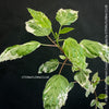Hibiscus Rosa-sinensis Cooperii Albo Variegata, organically grown tropical plants for sale at TOMs FLOWer CLUB.