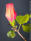 Hibiscus Rosa-Sinensis – Lila Rose Chinese Hibiscus from organic cultivation in TOMs FLOWer CLUB in Zurich, Switzerland, for sale. 