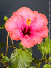 Hibiscus Rosa-Sinensis – Lila Rose Chinese Hibiscus from organic cultivation in TOMs FLOWer CLUB in Zurich, Switzerland, for sale. 