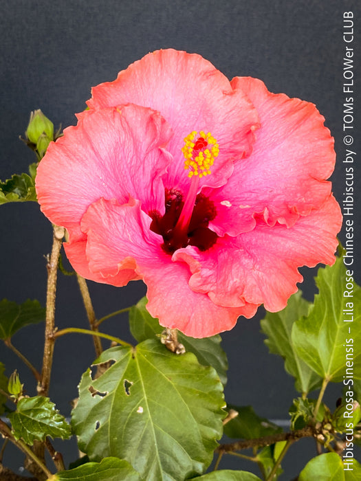 Hibiscus Rosa-Sinensis – Lila Rose Chinese Hibiscus from organic cultivation in TOMs FLOWer CLUB in Zurich, Switzerland, for sale. 
