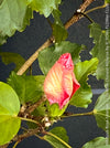 Hibiscus Rosa-Sinensis – Lila Rose Chinese Hibiscus from organic cultivation in TOMs FLOWer CLUB in Zurich, Switzerland, for sale. 