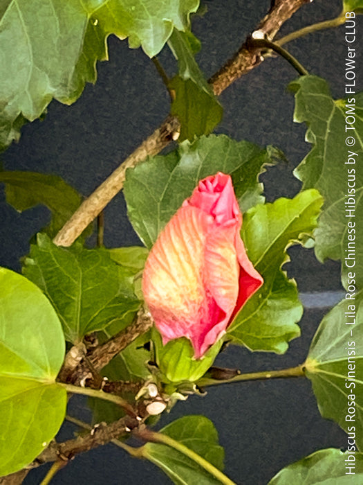 Hibiscus Rosa-Sinensis – Lila Rose Chinese Hibiscus from organic cultivation in TOMs FLOWer CLUB in Zurich, Switzerland, for sale. 