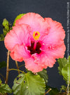 Hibiscus Rosa-Sinensis – Lila Rose Chinese Hibiscus from organic cultivation in TOMs FLOWer CLUB in Zurich, Switzerland, for sale. 