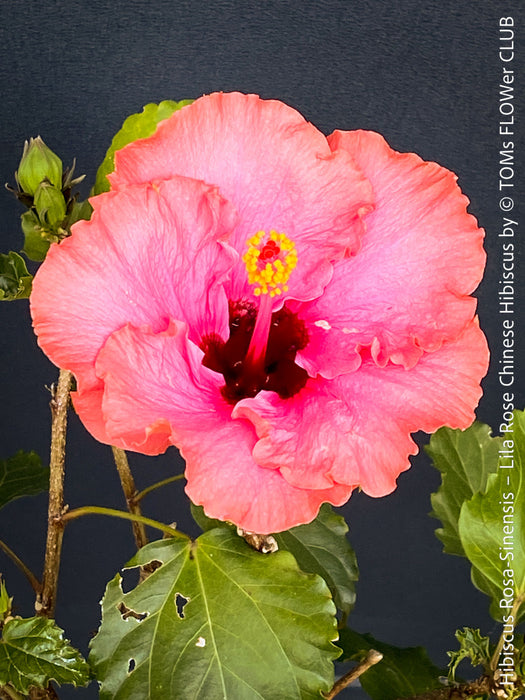 Hibiscus Rosa-Sinensis – Lila Rose Chinese Hibiscus from organic cultivation in TOMs FLOWer CLUB in Zurich, Switzerland, for sale. 