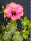 Hibiscus Rosa-Sinensis – Lila Rose Chinese Hibiscus from organic cultivation in TOMs FLOWer CLUB in Zurich, Switzerland, for sale. 