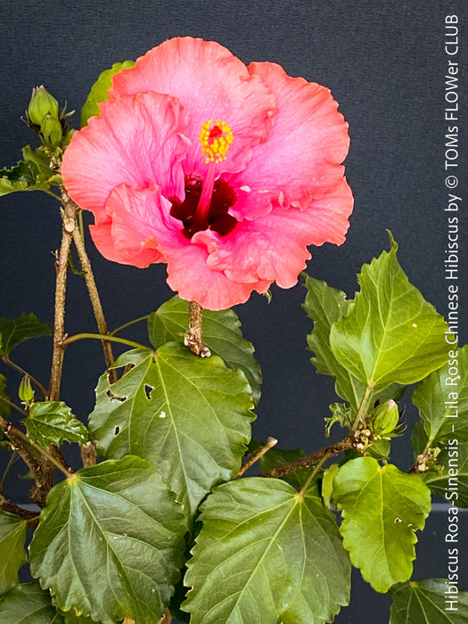 Hibiscus Rosa-Sinensis – Lila Rose Chinese Hibiscus from organic cultivation in TOMs FLOWer CLUB in Zurich, Switzerland, for sale. 