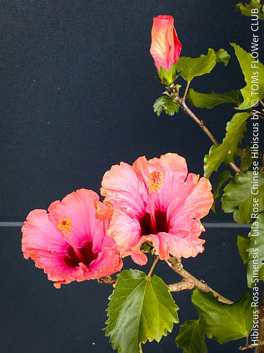Hibiscus Rosa-Sinensis – Lila Rose Chinese Hibiscus from organic cultivation in TOMs FLOWer CLUB in Zurich, Switzerland, for sale. 