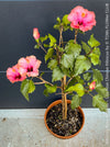 Hibiscus Rosa-Sinensis – Lila Rose Chinese Hibiscus from organic cultivation in TOMs FLOWer CLUB in Zurich, Switzerland, for sale. 