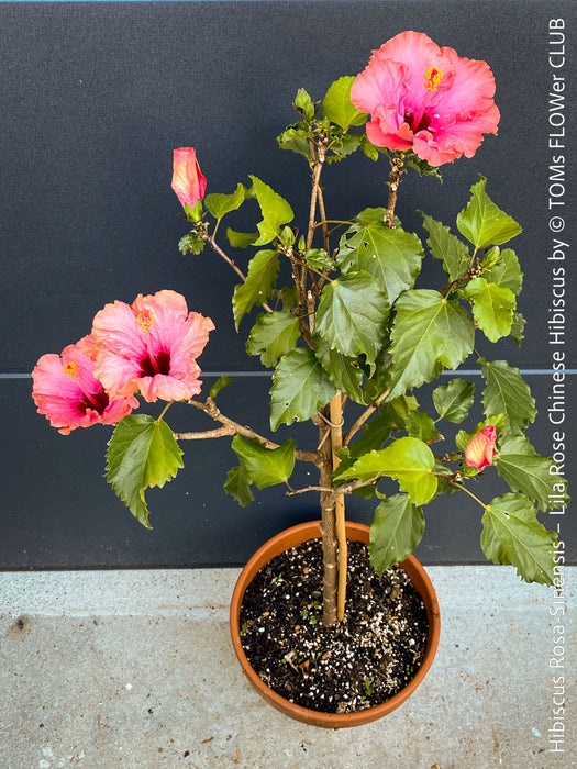 Hibiscus Rosa-Sinensis – Lila Rose Chinese Hibiscus from organic cultivation in TOMs FLOWer CLUB in Zurich, Switzerland, for sale. 