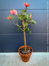 Hibiscus Rosa-Sinensis – Lila Rose Chinese Hibiscus from organic cultivation in TOMs FLOWer CLUB in Zurich, Switzerland, for sale. 