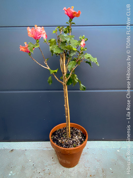 Hibiscus Rosa-Sinensis – Lila Rose Chinese Hibiscus from organic cultivation in TOMs FLOWer CLUB in Zurich, Switzerland, for sale. 