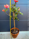 Hibiscus Rosa-Sinensis – Lila Rose Chinese Hibiscus from organic cultivation in TOMs FLOWer CLUB in Zurich, Switzerland, for sale. 