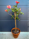 Hibiscus Rosa-Sinensis – Lila Rose Chinese Hibiscus from organic cultivation in TOMs FLOWer CLUB in Zurich, Switzerland, for sale. 