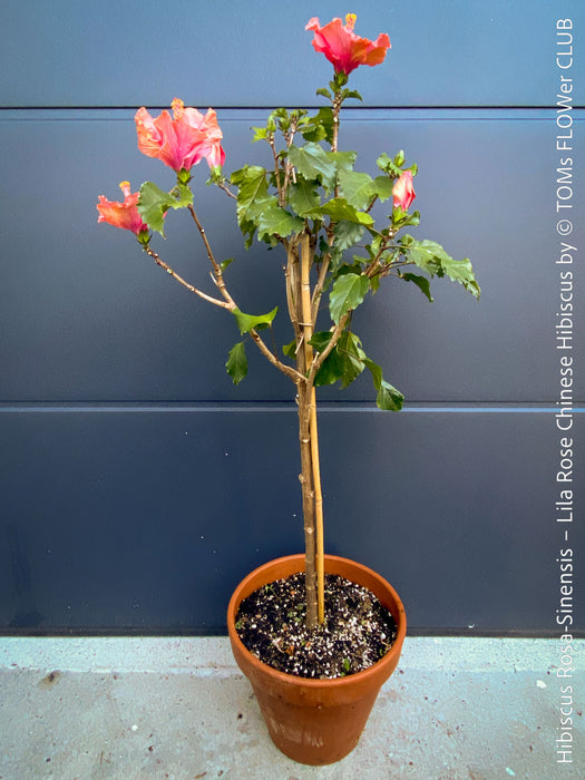 Hibiscus Rosa-Sinensis – Lila Rose Chinese Hibiscus from organic cultivation in TOMs FLOWer CLUB in Zurich, Switzerland, for sale. 