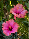 Hibiscus Rosa-Sinensis – Lila Rose Chinese Hibiscus from organic cultivation in TOMs FLOWer CLUB in Zurich, Switzerland, for sale. 