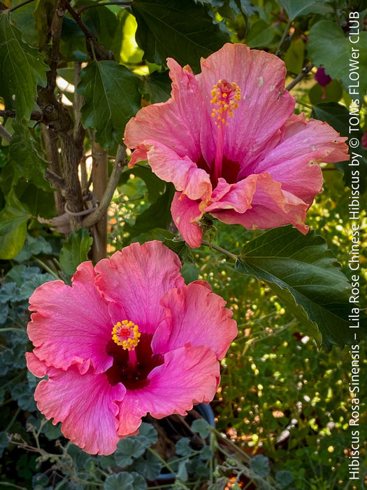 Hibiscus Rosa-Sinensis – Lila Rose Chinese Hibiscus from organic cultivation in TOMs FLOWer CLUB in Zurich, Switzerland, for sale. 