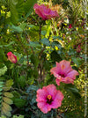 Hibiscus Rosa-Sinensis – Lila Rose Chinese Hibiscus from organic cultivation in TOMs FLOWer CLUB in Zurich, Switzerland, for sale. 