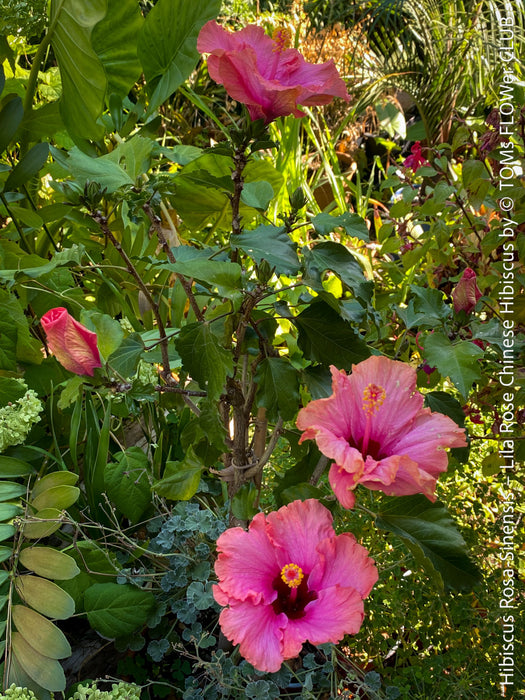 Hibiscus Rosa-Sinensis – Lila Rose Chinese Hibiscus from organic cultivation in TOMs FLOWer CLUB in Zurich, Switzerland, for sale. 