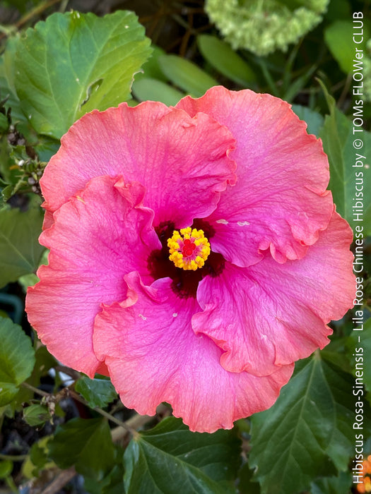 Hibiscus Rosa-Sinensis – Lila Rose Chinese Hibiscus from organic cultivation in TOMs FLOWer CLUB in Zurich, Switzerland, for sale. 