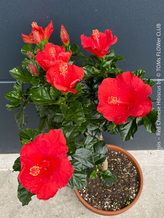 Hibiscus Rosa-Sinensis – Red Chinese Hibiscus