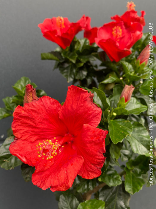 Hibiscus Rosa-Sinensis – Red Chinese Hibiscus