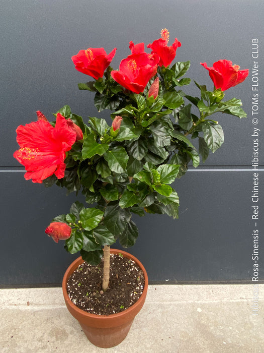 Hibiscus Rosa-Sinensis – Red Chinese Hibiscus