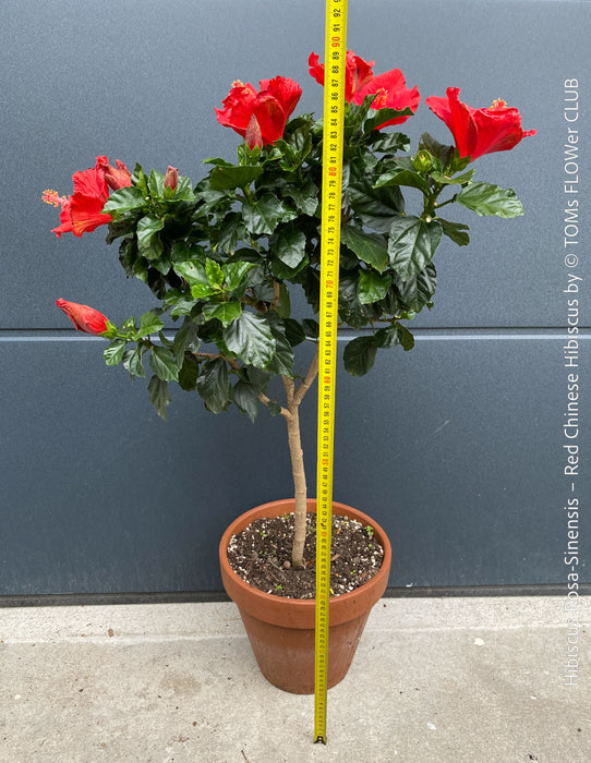 Hibiscus Rosa-Sinensis – Red Chinese Hibiscus