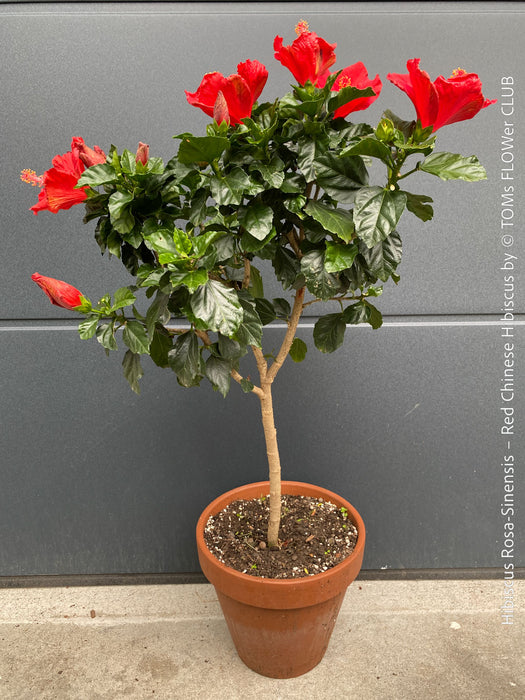 Hibiscus Rosa-Sinensis – Red Chinese Hibiscus