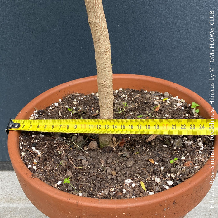 Hibiscus Rosa-Sinensis – Red Chinese Hibiscus