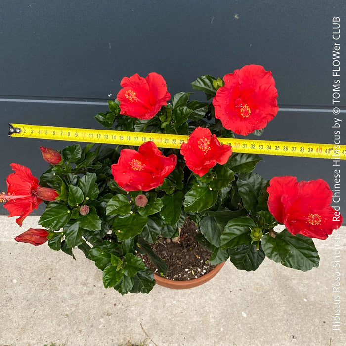 Hibiscus Rosa-Sinensis – Red Chinese Hibiscus