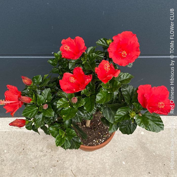 Hibiscus Rosa-Sinensis – Red Chinese Hibiscus