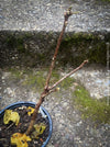 Hibiscus Rosa-sinensis, organically grown tropical plants for sale at TOMs FLOWer CLUB.