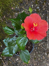 Hibiscus Rosa-sinensis, organically grown tropical plants for sale at TOMs FLOWer CLUB.