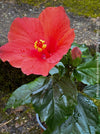 Hibiscus Rosa-sinensis, organically grown tropical plants for sale at TOMs FLOWer CLUB.