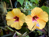 Hibiscus Rosa-sinensis, organically grown tropical plants for sale at TOMs FLOWer CLUB.