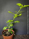 Hibiscus Schizopetalus Royal, organically grown tropical plants for sale at TOMs FLOWer CLUB.