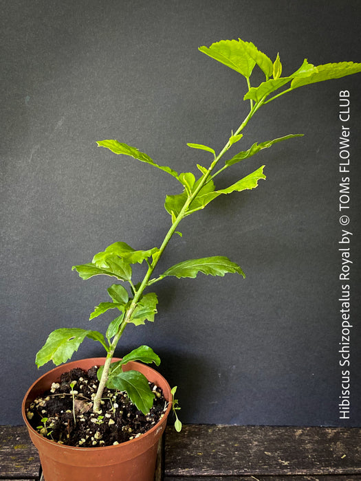 Hibiscus Schizopetalus Royal, organically grown tropical plants for sale at TOMs FLOWer CLUB.