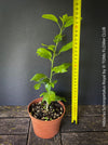 Hibiscus Schizopetalus Royal, organically grown tropical plants for sale at TOMs FLOWer CLUB.