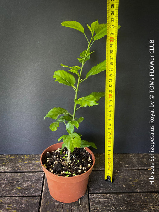 Hibiscus Schizopetalus Royal, organically grown tropical plants for sale at TOMs FLOWer CLUB.