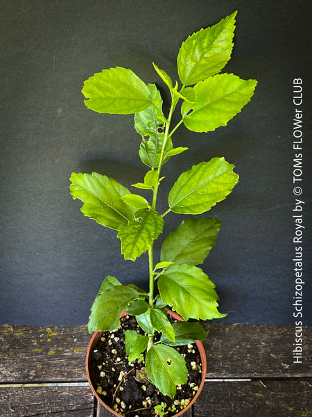 Hibiscus Schizopetalus Royal, organically grown tropical plants for sale at TOMs FLOWer CLUB.